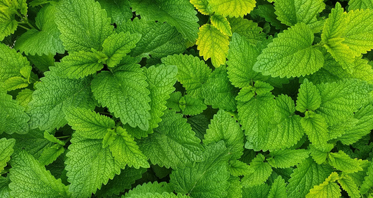 La Menta, mucho más que un aderezo para tus platos