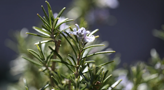 El Romero, planta antioxidante por excelencia