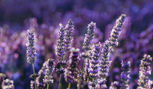 La Lavanda, un aroma relajante